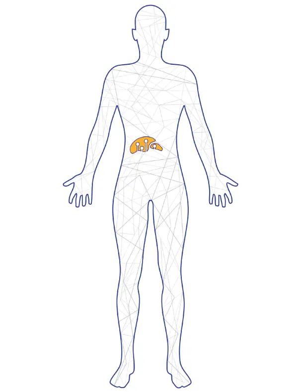 An illustration of a human with his liver and a therapy targeting the liver