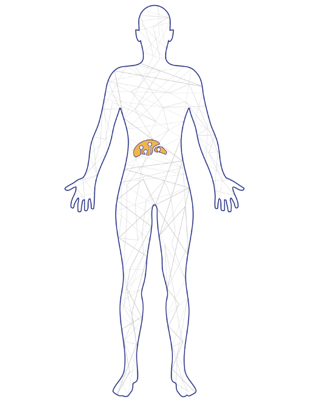 An illustration of a human with his liver and a therapy targeting the liver